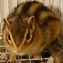 わんころちゃんねる