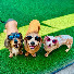 5iVsJL9Kn2c-channel-avatar-Diamonds and Doxies