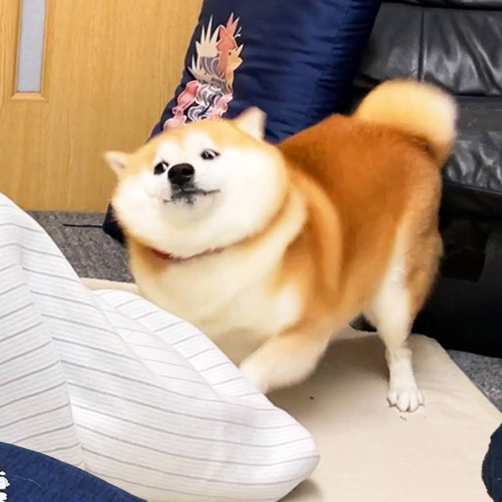 SHIBA DOG RANMARU - YouTube