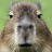 @CapybaraMCC
