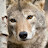 @coyote_one