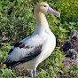 Piter Albatros