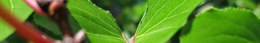 à¹€à¸à¸©à¸•à¸£à¸­à¸´à¸ªà¸²à¸™ à¸¢à¸¸à¸„à¹ƒà¸«à¸¡à¹ˆ رمز قناة اليوتيوب