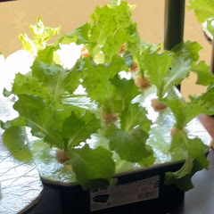ズボラ主婦の野菜水耕栽培アイコン画像