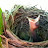 blue birds nature