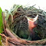 lVLiUrSI3AA-channel-avatar-blue birds nature