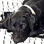 DoggyDaily logo