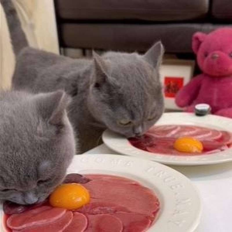 Cat Eat Meatslices