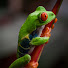iiug4xTLRBM-channel-avatar-frogvalley