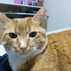 TRASLAVIÑA ÁLVAREZ 