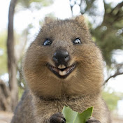 Wild and funny pets