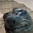 @Operativeseal47 Avatar