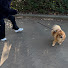 -v9aYxLOJmE-channel-avatar-いぬモー《かわいい犬とコスメ》
