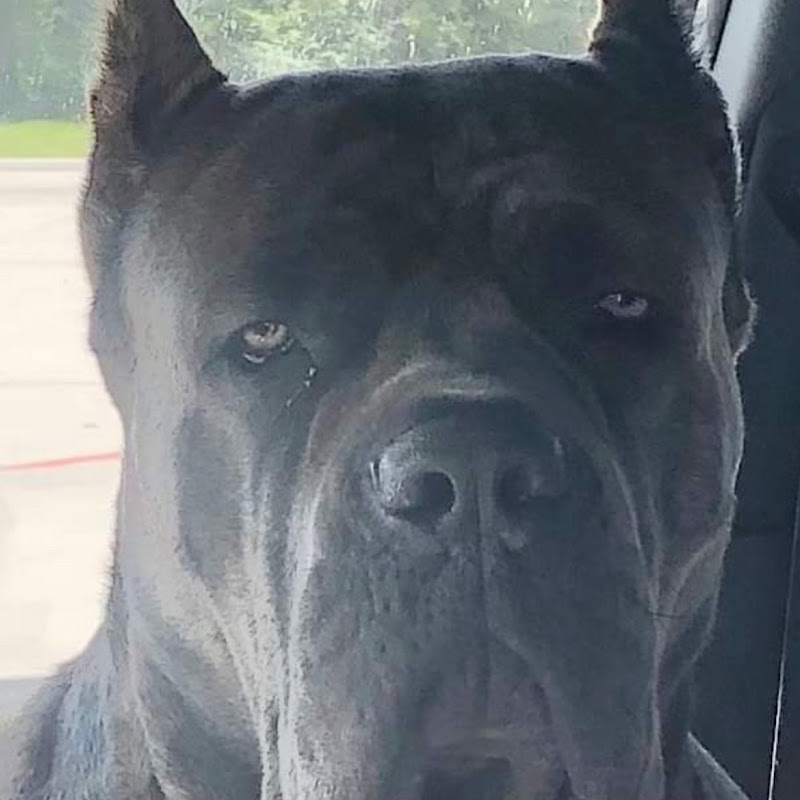 Ozzy the CANE CORSO