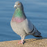 bw3mWPu0YlQ-channel-avatar-PIGEON POWER