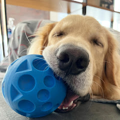 House For Paws Avatar