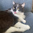 @thecatlover2700