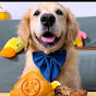 Pig and dog