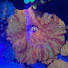 UfmRIzyB6XY-channel-avatar-chum.reefing