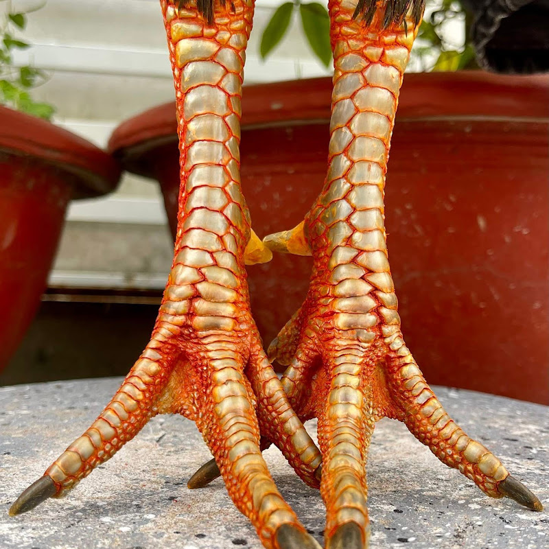 Trại Gà Nhựt Trọng