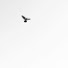 xAq2IpPL2U8-channel-avatar-QuranDaily
