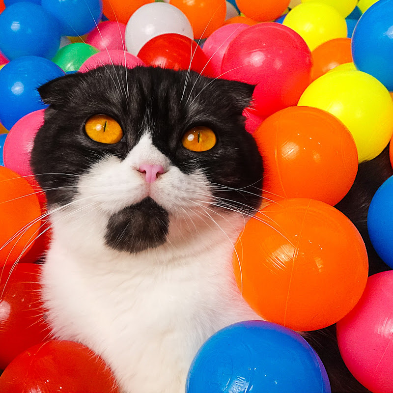 Coco Cat