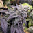 @CanaOrganicGrow
