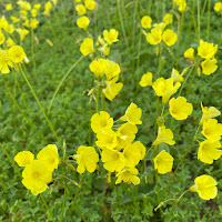 Profile Picture of Anna Dream