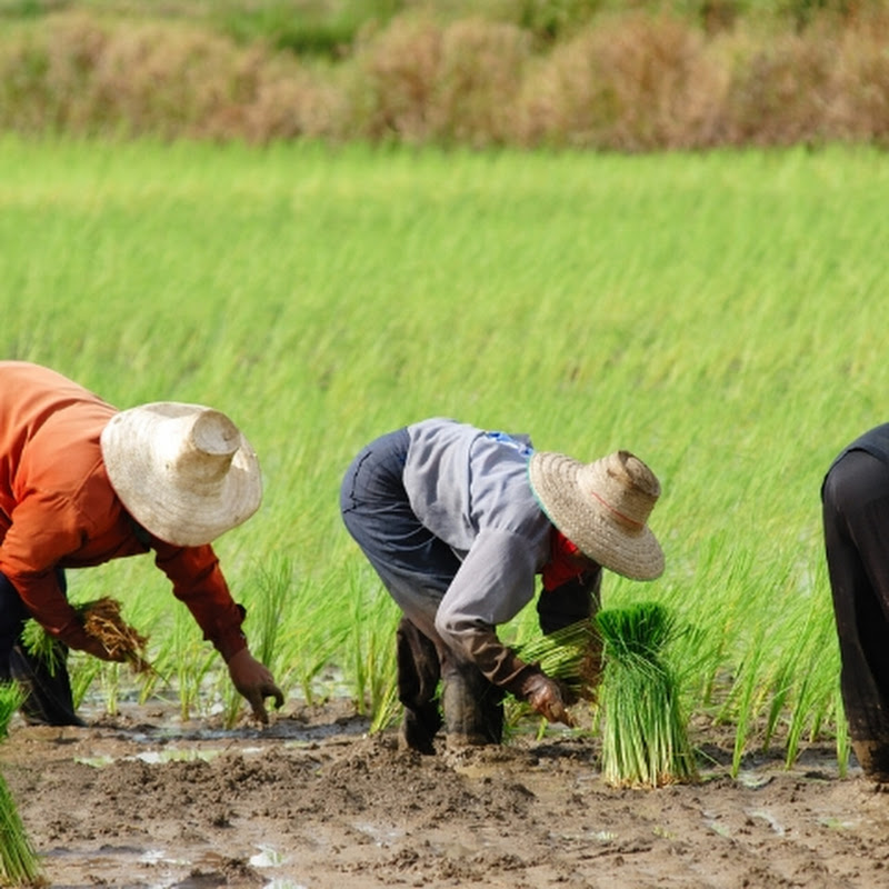 Fully Natural (முழுவதும் இயற்கை)