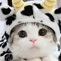 Purrfectly
