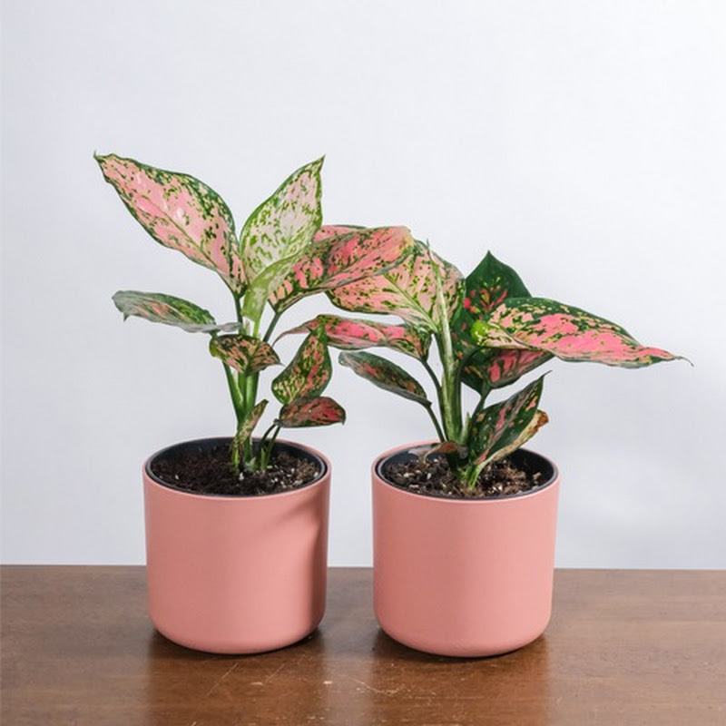 تنسيق الحدائق