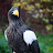 @korea-eagle