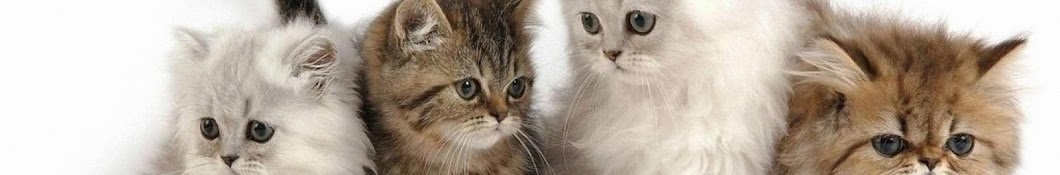 funny persian cats رمز قناة اليوتيوب