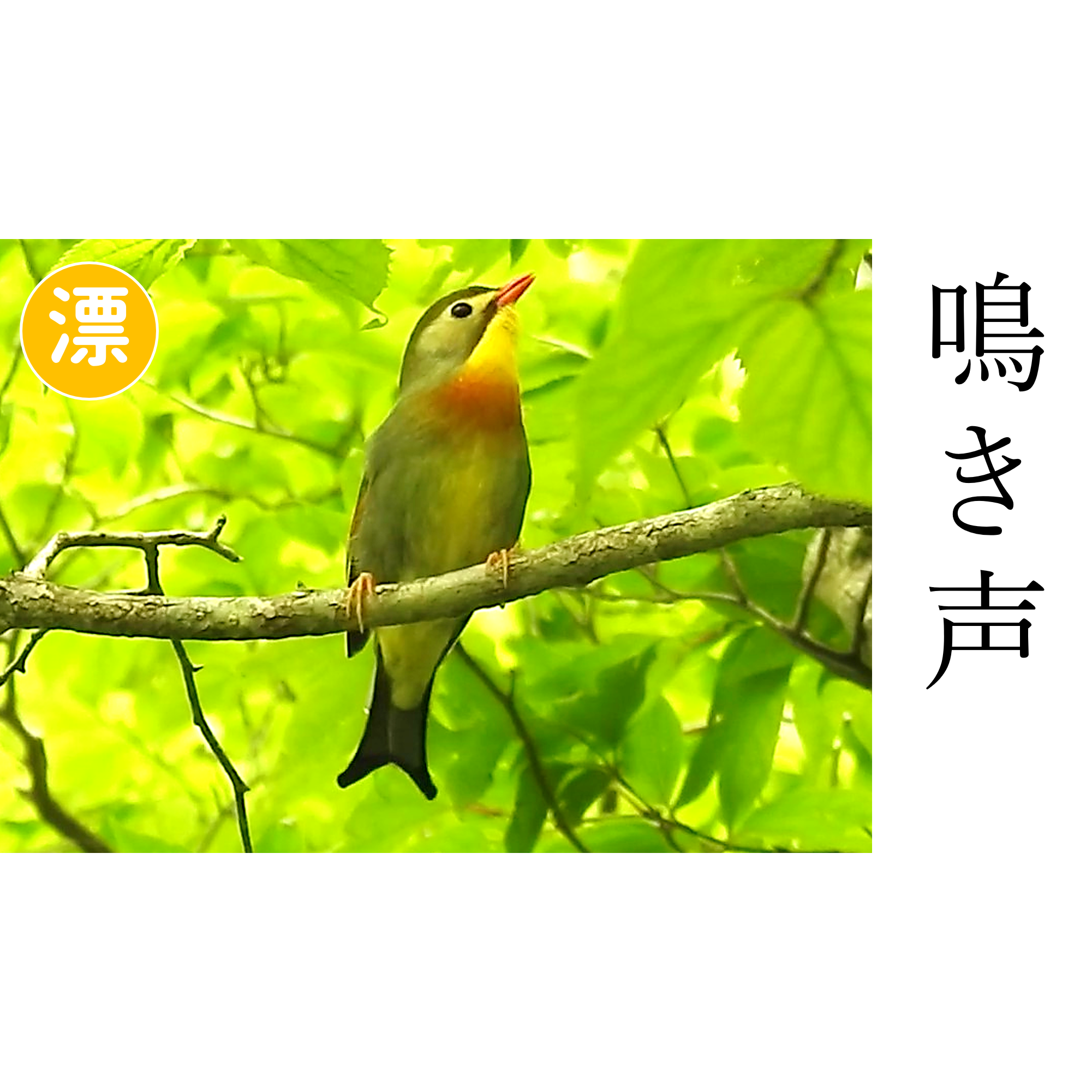Post from 解説！鳥の鳴き声図鑑
