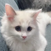しらすチャンネル