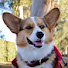 PsJ_qHdhuVg-channel-avatar-Gandalf The Corgi