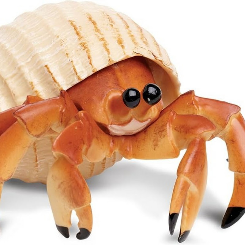 HermitTheCrab
