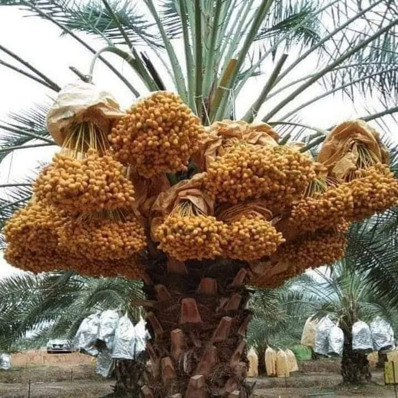 دعم زراعة النخيل | palm cultivation
