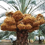 دعم زراعة النخيل | palm cultivation logo