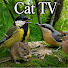 HFoo5HII7k8-channel-avatar-BirdCamTV