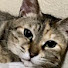 V-LpnBx85Pc-channel-avatar-【保護猫】ナラちゃんねる