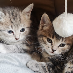 Old Cat vs. Little Catアイコン画像