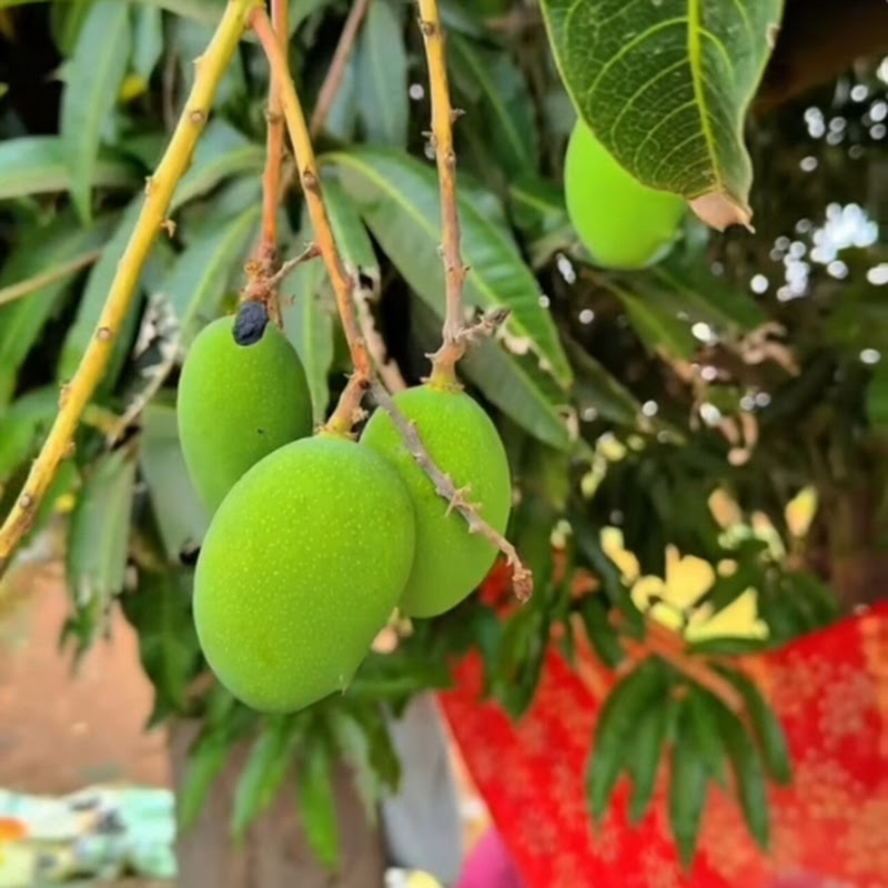 natural view