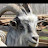 @goatterbamboni