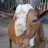 Biswas Goat Farm