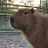 @officialcapybaraa