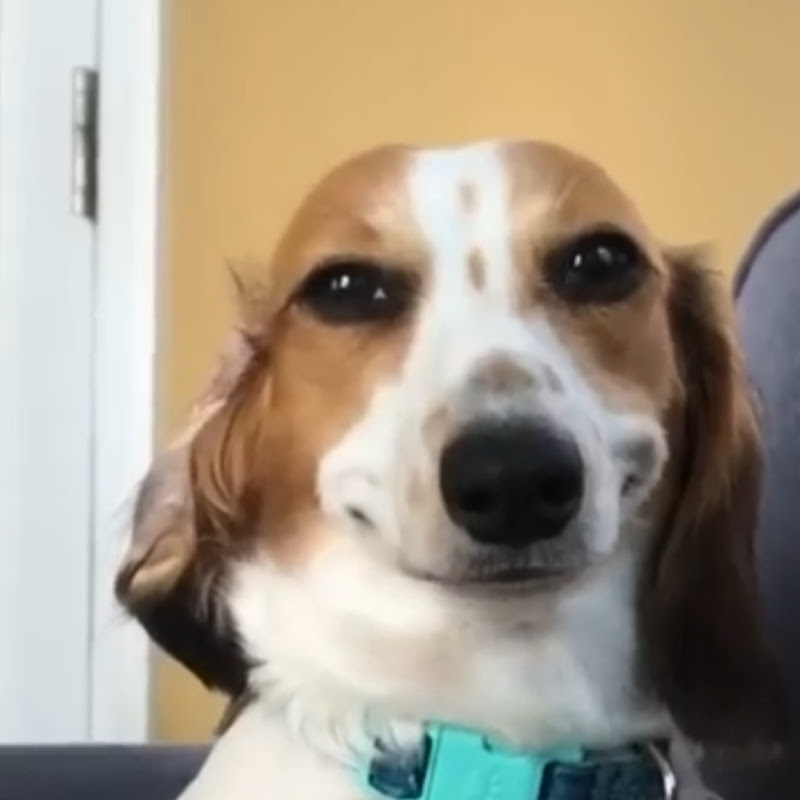 Dog Bombastic 