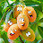 MANGO FAMILY