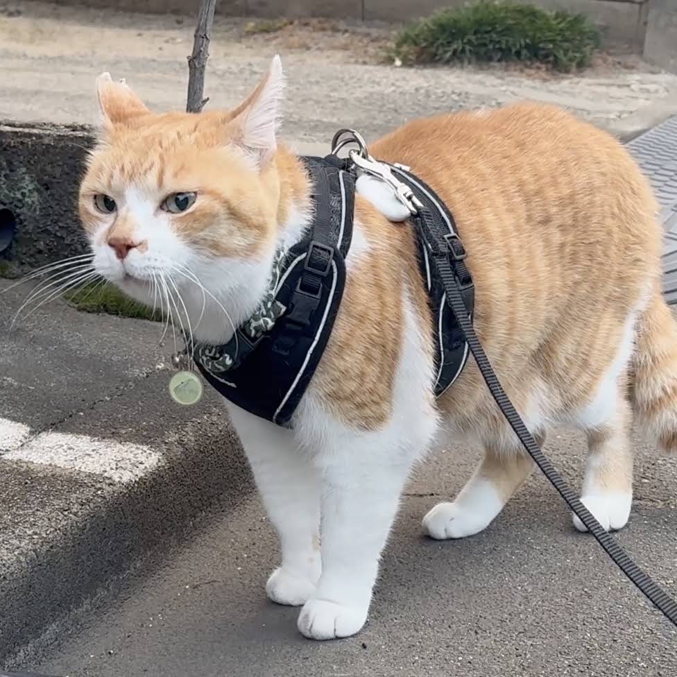 ChaCha: The Former Stray Cat - YouTube