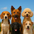Pz5PV9hBK-c-channel-avatar-Daily with Dogs